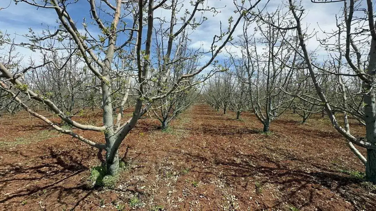 Eğirdir’de Kuraklığın Ardından Tarımsal Ürün Deseni Değişiyor! 4